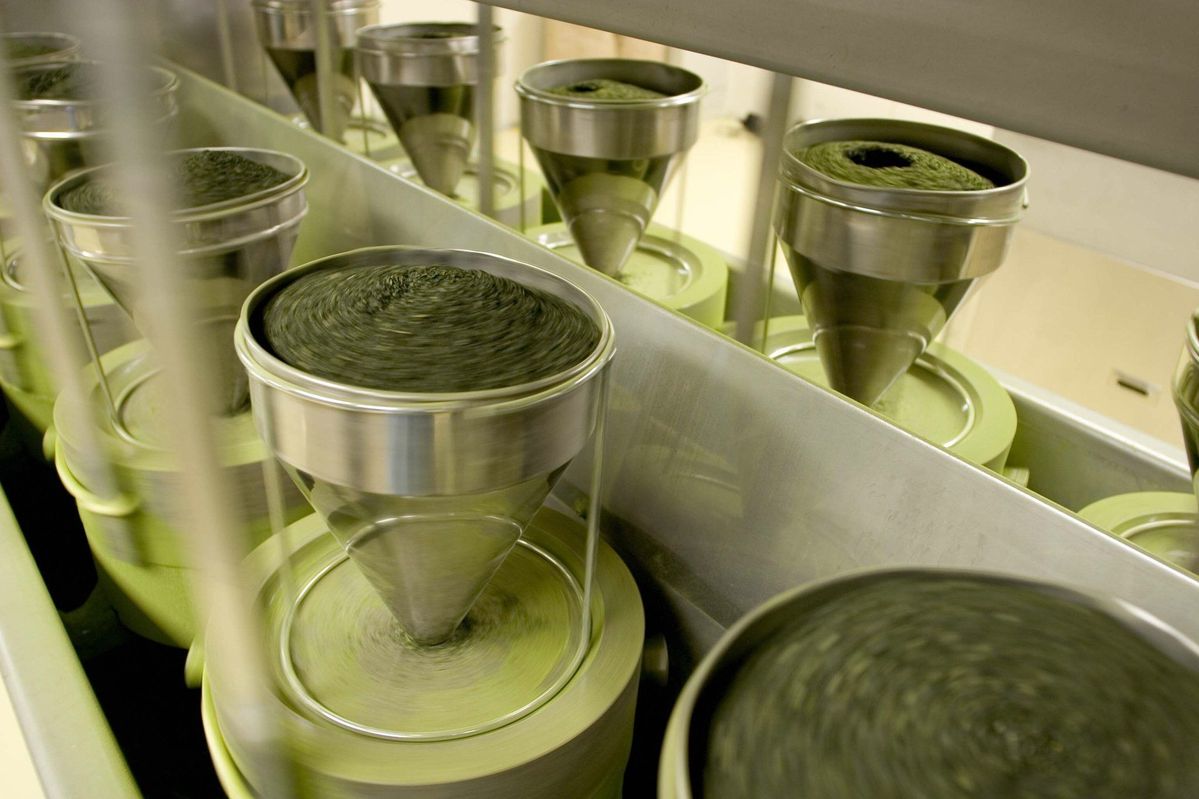 Jak powstaje matcha? Od plantacji do filiżanki